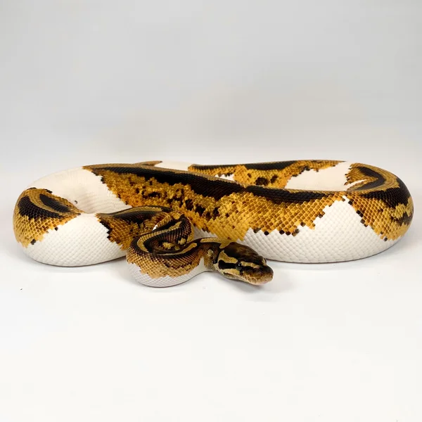YB Pied Het Albino