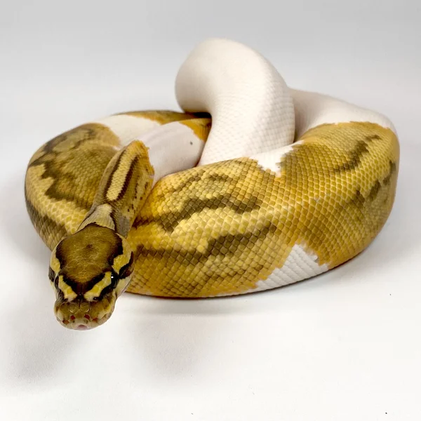 Hypo Pied