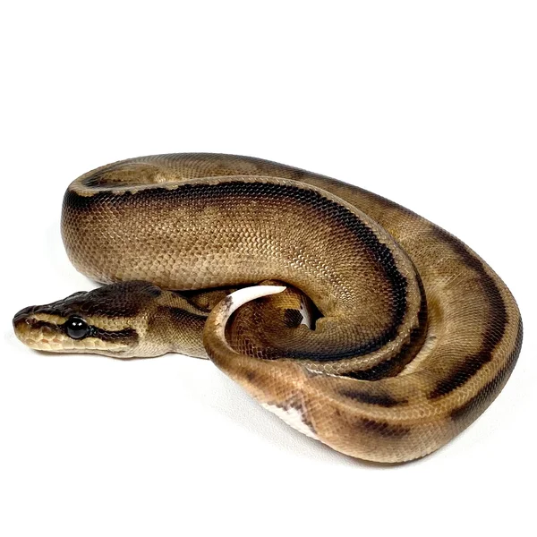 Mahogany Pied
