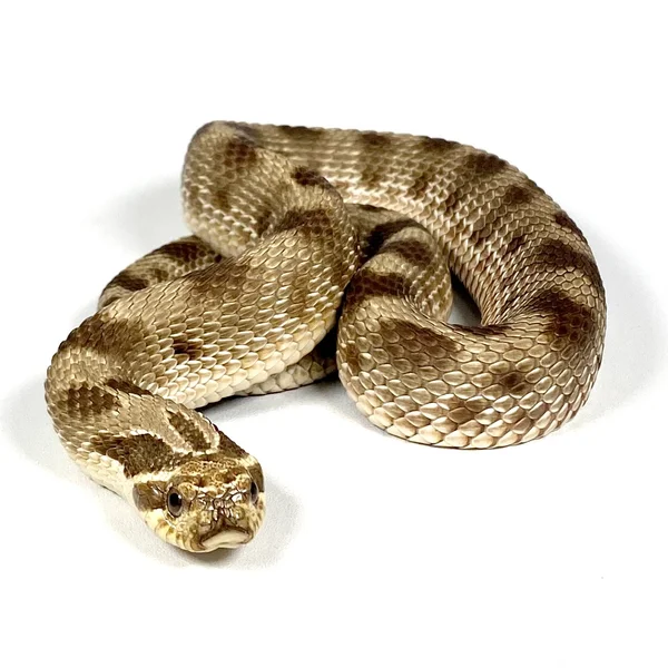 Conda Purple Line TH Albino Axanthic Toffee Belly