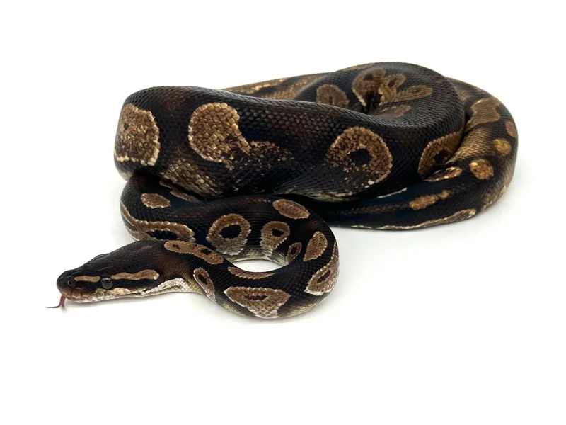 Black Head Calico YB Ringer / Red Gene