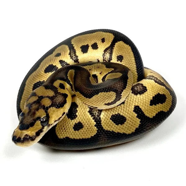 Clown DH VPI Axanthic Pied