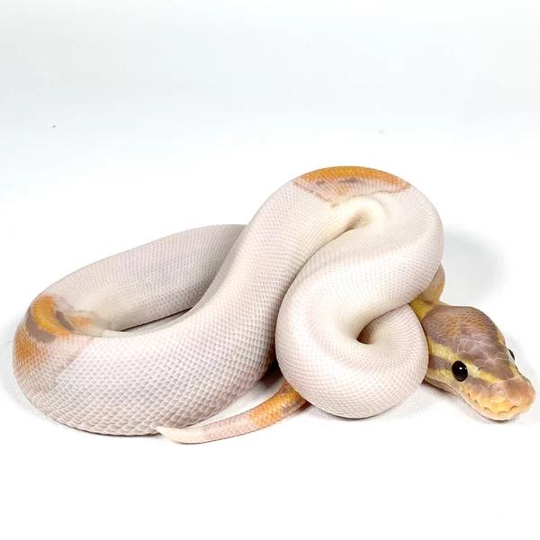 OD Banana Hypo Piebald
