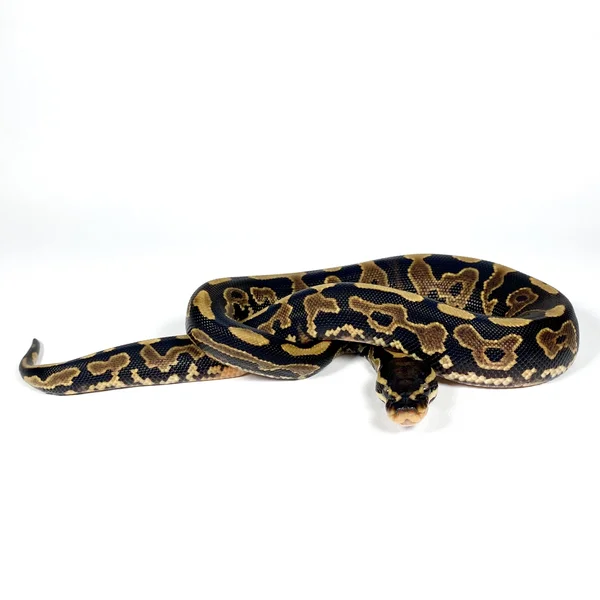 HRA BH OD Het Hypo 50% DH Albino Pied