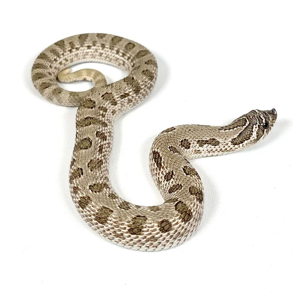 Arctic Conda Het Albino