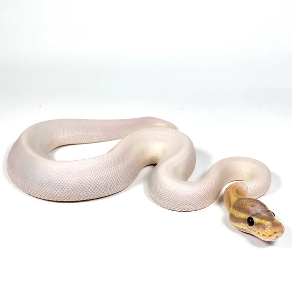 OD Banana Hypo Piebald