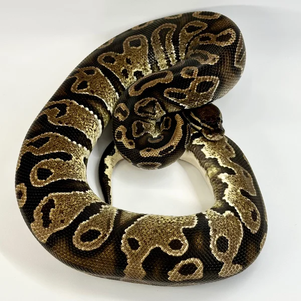 Hurricane Het Pied POS Fire