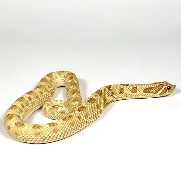 Toffee Conda (LIVE FEEDER)
