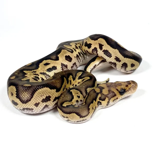 Black Head Chocolate YB Clown Het Hypo POS Enchi