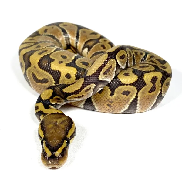 Enchi Fire Hypo 