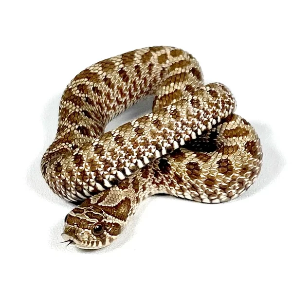 DH Albino Axanthic