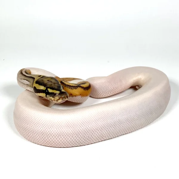 OD Hypo Piebald
