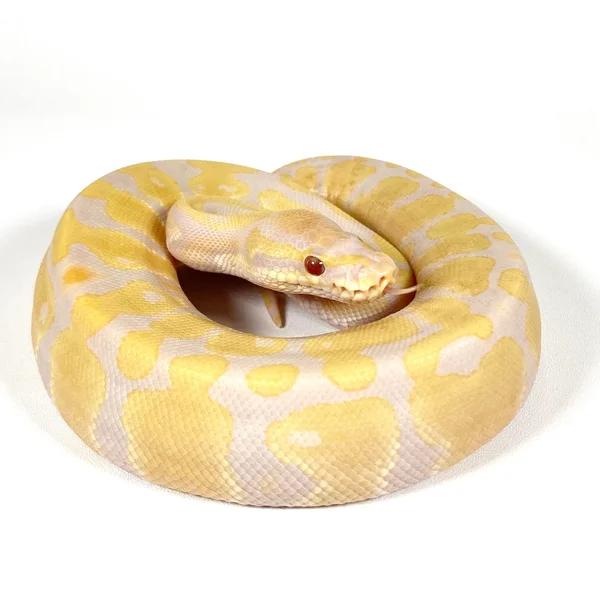 Candy Het Pied