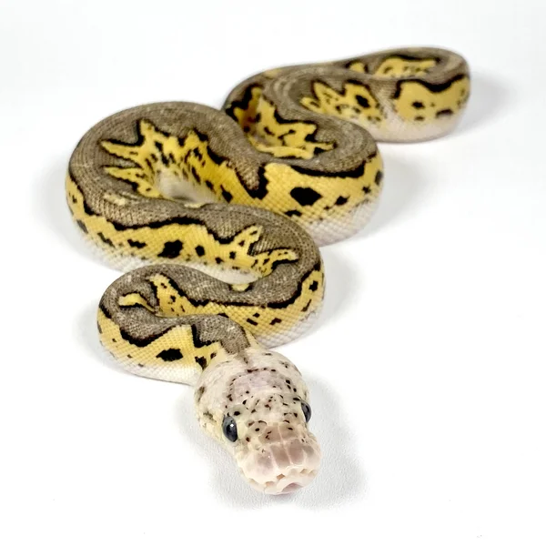 Pastel Vanilla Black Head Clown