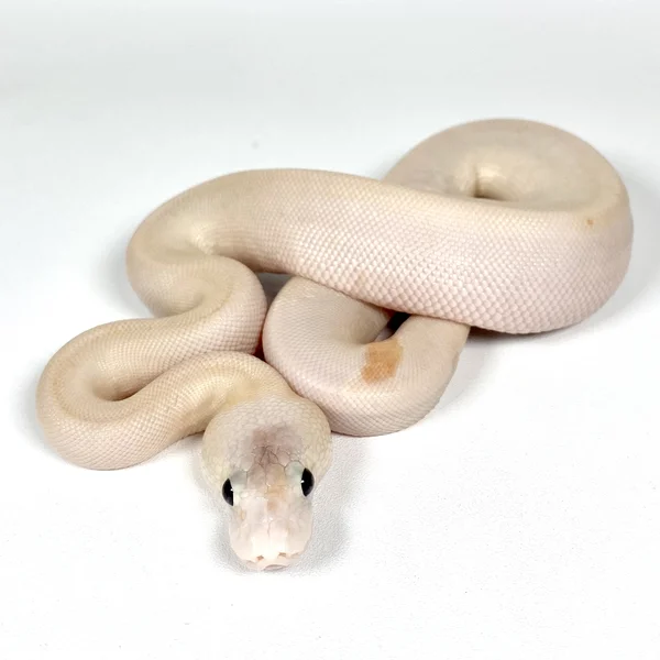 Black Matter Pastel Lesser YB Sandblast Het Pied - PARADOX