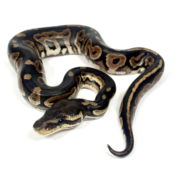 Cinnamon Sandblast Het Pied