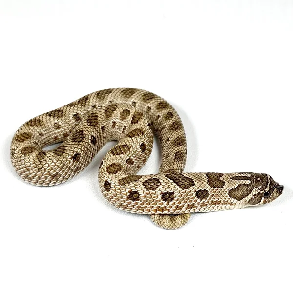 Artic Conda 50% TH Axanthic Lavender Toffee Belly