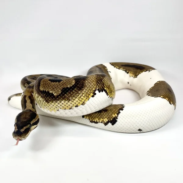 RTB Piebald - PROVEN