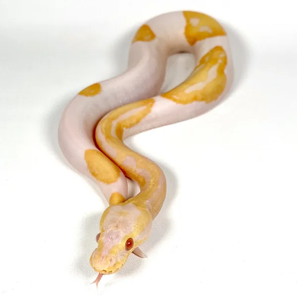 Albino, Candy OR Candino Pied
