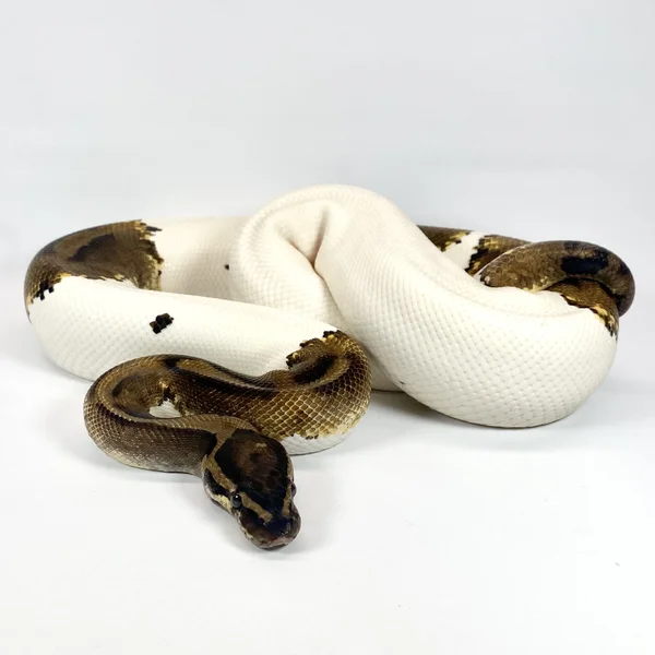 RTB Piebald + Mystery Gene - PROVEN