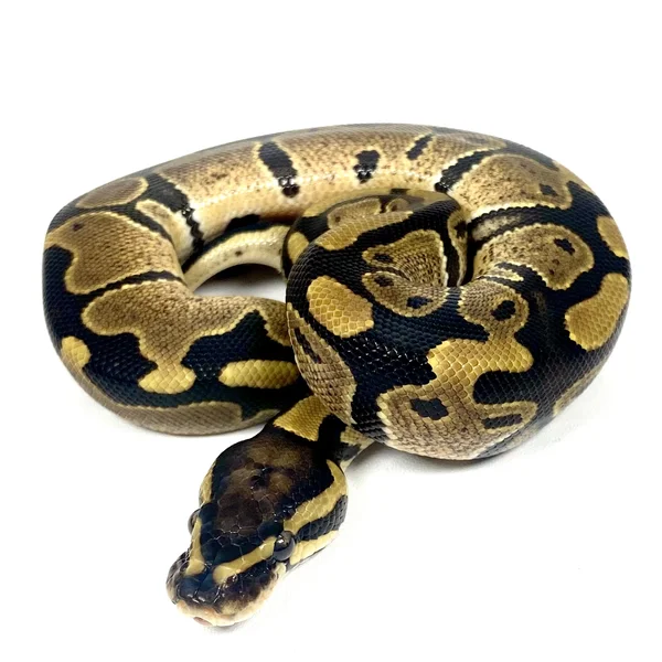 TH VPI Axanthic Clown Pied