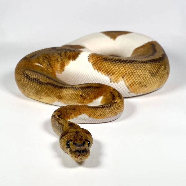 Clown Pied Het Hypo