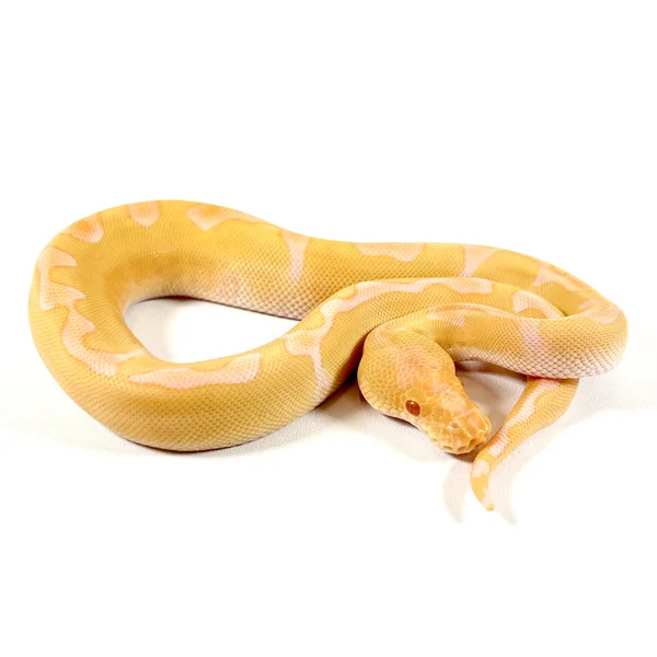 Enchi Albino Clown - Live Preferred