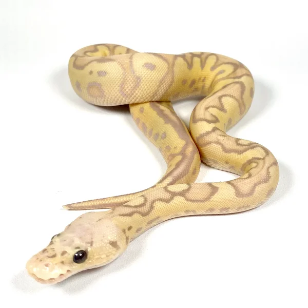 Pastel Banana Vanilla Cypress Enchi Clown Het Hypo
