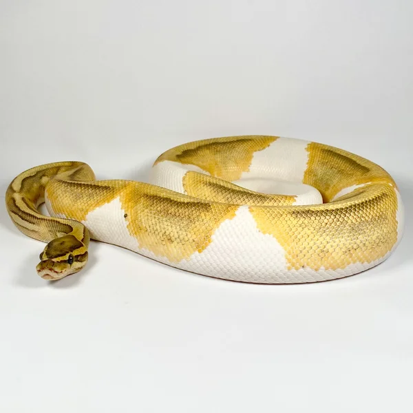 Pastel Hypo Pied