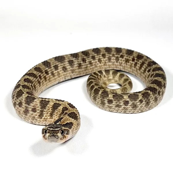 Sable het Albino