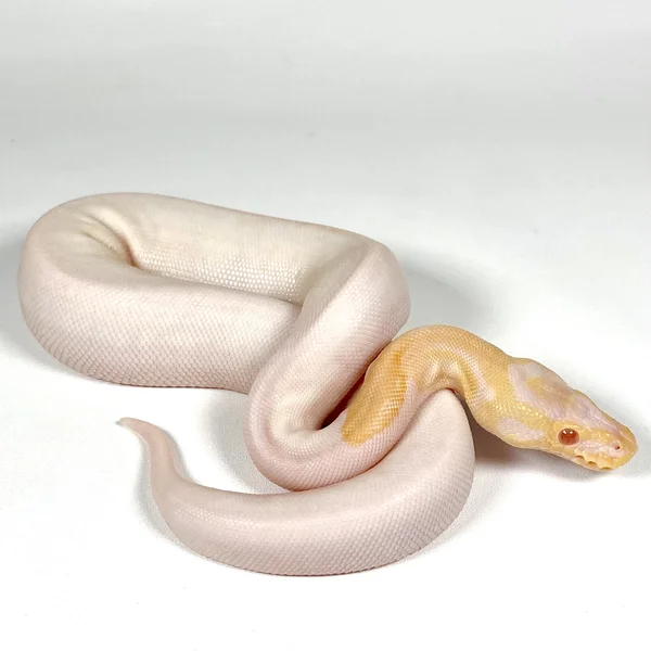 Albino, Candy OR Candino Pied