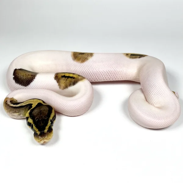 Piebald Het VPI Axanthic