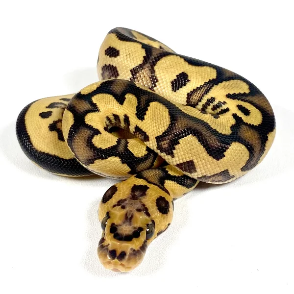 Cypress Chocolate YB Clown Het Hypo POS Enchi