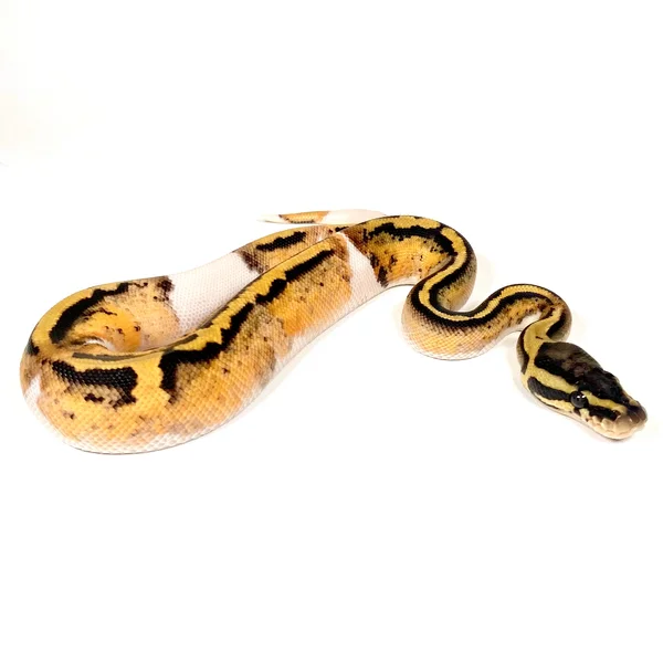 Pastel Enchi OD GeneX Pied Het Hypo