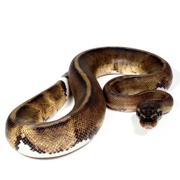 Mahogany Pied