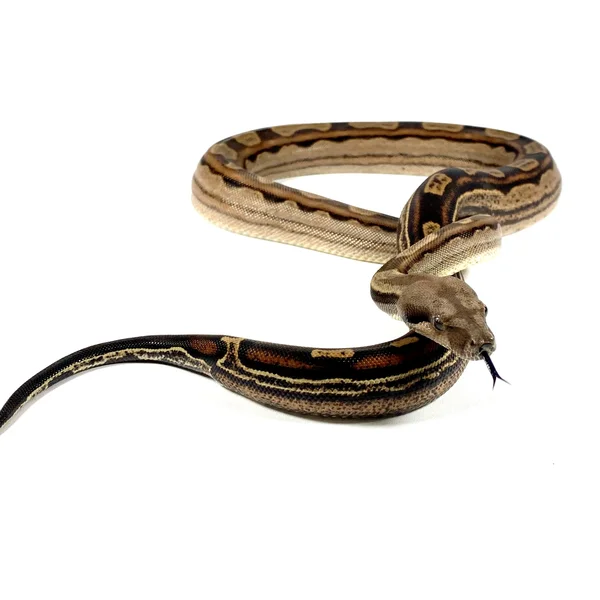 Motley 66% DH Sharp Blood