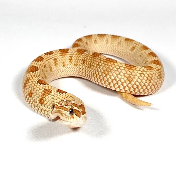Toffee Conda