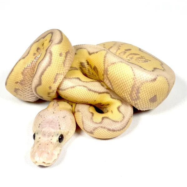Super Vanilla Banana YB Cypress Clown Het Hypo