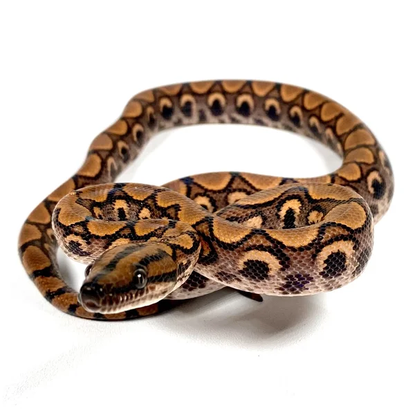 Brazilian Rainbow Boa