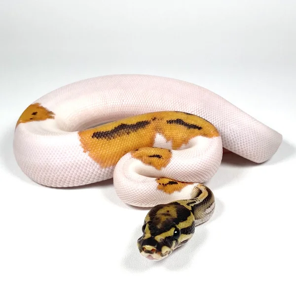 OD Hypo Pied POS Enchi