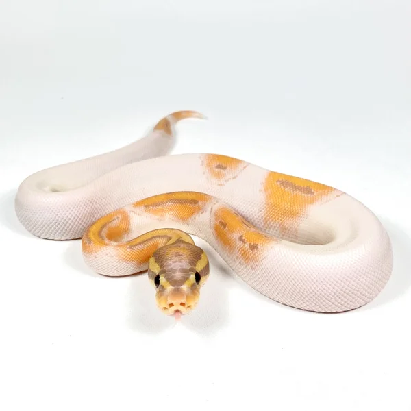 OD Banana Hypo Piebald