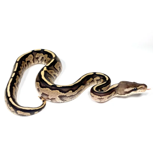 Cinnamon BH OD Fire Het Hypo 50% DH Albino Pied