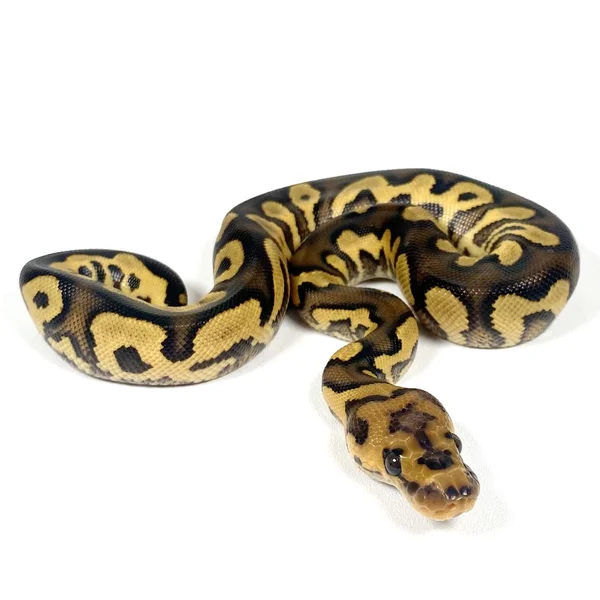 Vanilla Chocolate Cypress Clown Het Hypo