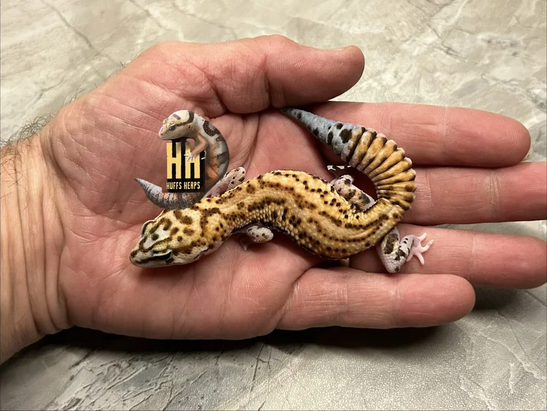 Tangerine WhiteOut Patternless Het Oreo