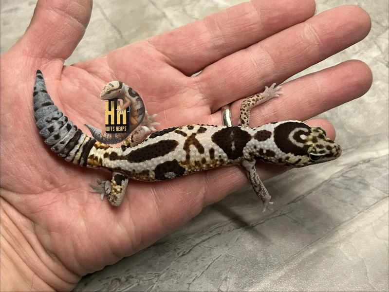 Hi-C WhiteOut Het Patternless