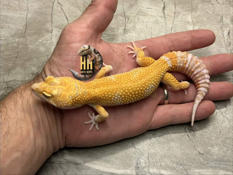 Red Diamond Cross High Contrast Tangerine Tremper pos het Eclipse