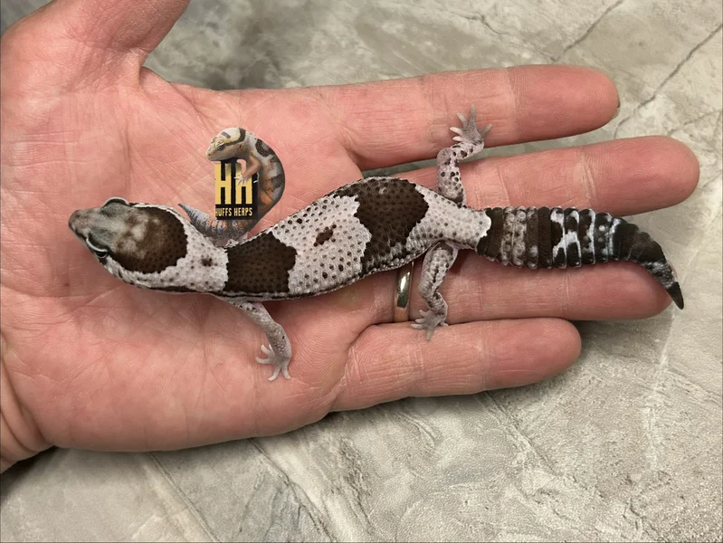 Oreo Het Patternless