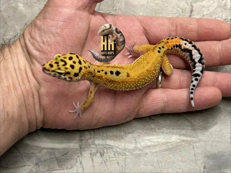 Joker/Clown Het Tremper