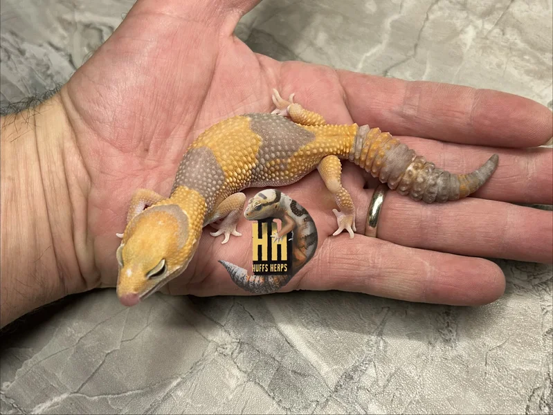 PET ONLY Tangerine Ghost Amelanistic