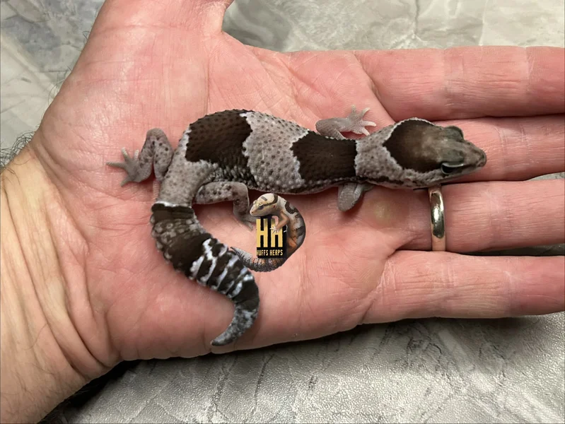 Oreo Het Patternless